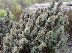 Euphorbia loricata