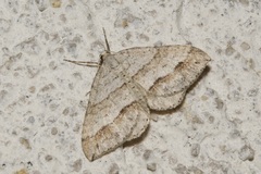 Perizoma parallelolineatum