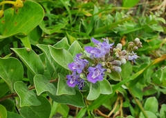 Vitex rotundifolia