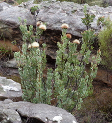Protea glabra