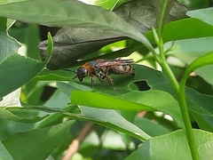 Phalerimeris phalerata