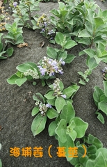 Vitex rotundifolia