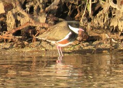 Erythrogonys cinctus