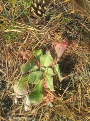 Goniolimon speciosum