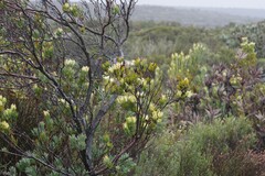 Leucadendron procerum