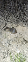 Dipodomys ordii