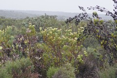 Leucadendron procerum