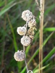 Artemisia jacutica