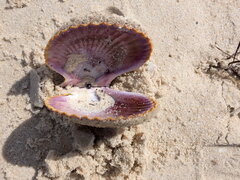 Mimachlamys asperrima