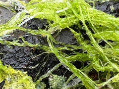 Ulva intestinalis