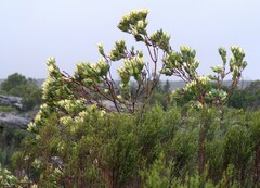 Leucadendron procerum