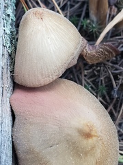 Nolanea