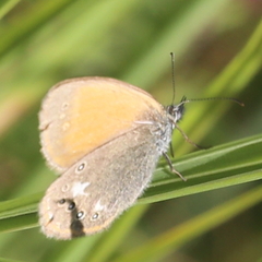 Coenonympha glycerion