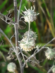 Artemisia jacutica