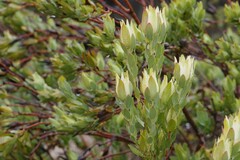 Leucadendron procerum