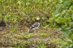 Gracupica nigricollis