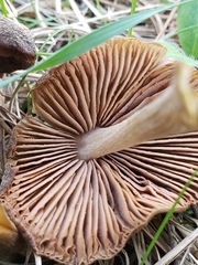 Nolanea