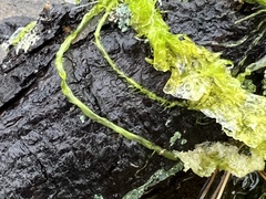 Ulva intestinalis