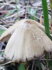 Nolanea