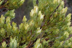 Leucadendron procerum