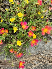 Portulaca umbraticola