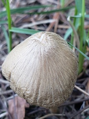 Nolanea