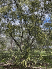 Acacia floribunda