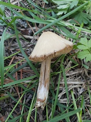 Nolanea