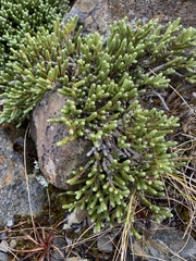 Helichrysum intermedium