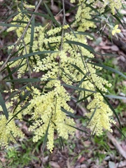 Acacia floribunda