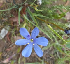 Aristea africana