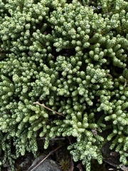 Helichrysum intermedium