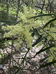 Acacia floribunda