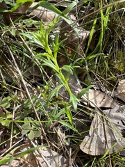 Haloragis heterophylla