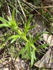 Haloragis heterophylla