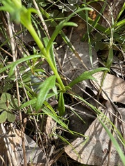 Haloragis heterophylla