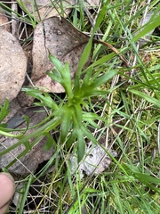Haloragis heterophylla