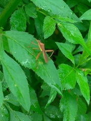 Riptortus linearis