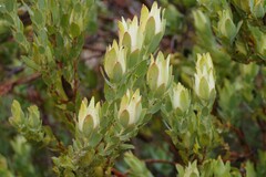 Leucadendron procerum