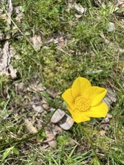 Ranunculus lappaceus