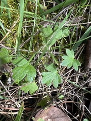 Ranunculus lappaceus
