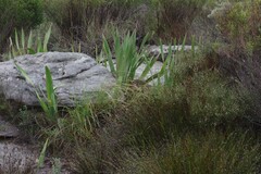 Watsonia vanderspuyae