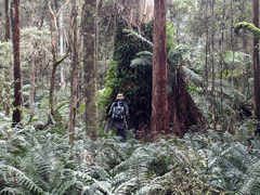 Eucalyptus viminalis