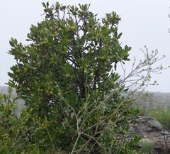 Hyaenanche globosa