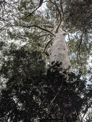 Eucalyptus viminalis