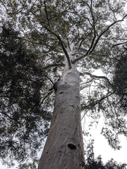 Eucalyptus viminalis