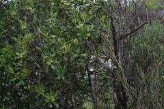 Hyaenanche globosa