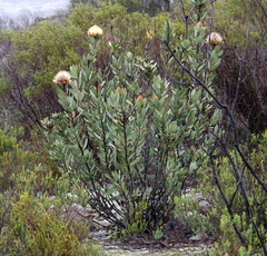Protea glabra