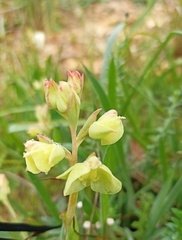 Pterygodium catholicum