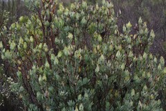 Leucadendron procerum